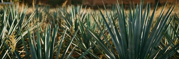 The Facts About Agave - MDRNX